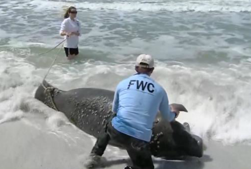 Red tide at fault in hundreds of manatee deaths
